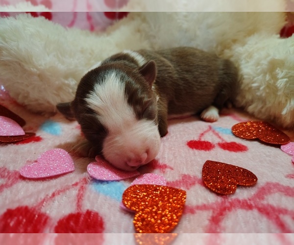Medium Photo #6 Border Collie Puppy For Sale in NORBORNE, MO, USA