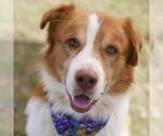 Small Saint Bernard