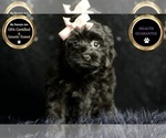 Puppy Bizty Morkie