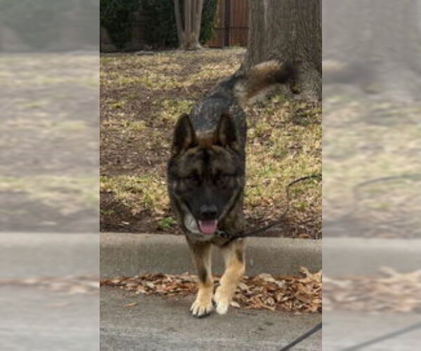 Medium Photo #3 Akita-German Shepherd Dog Mix Puppy For Sale in McKinney, TX, USA