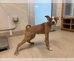 Small American Staffordshire Terrier Mix