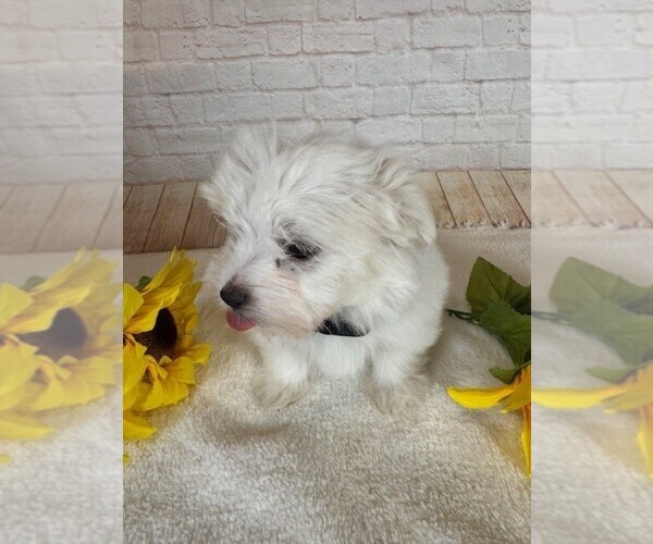 Medium Photo #1 Maltese Puppy For Sale in COTTONTOWN, TN, USA