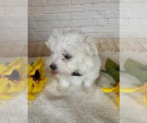 Maltese Puppy for sale in COTTONTOWN, TN, USA