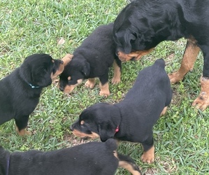 Rottweiler Puppy for Sale in CONROE, Texas USA