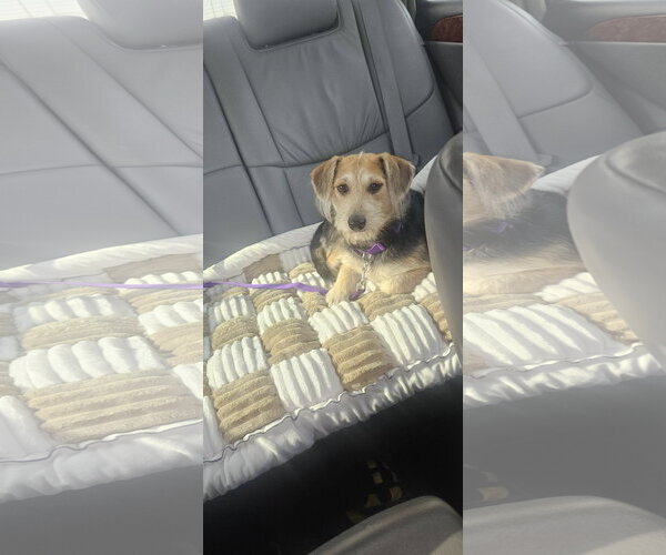 Medium Photo #4 Beagle-Unknown Mix Puppy For Sale in Oakhurst, NJ, USA