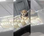 Small #3 Beagle Mix