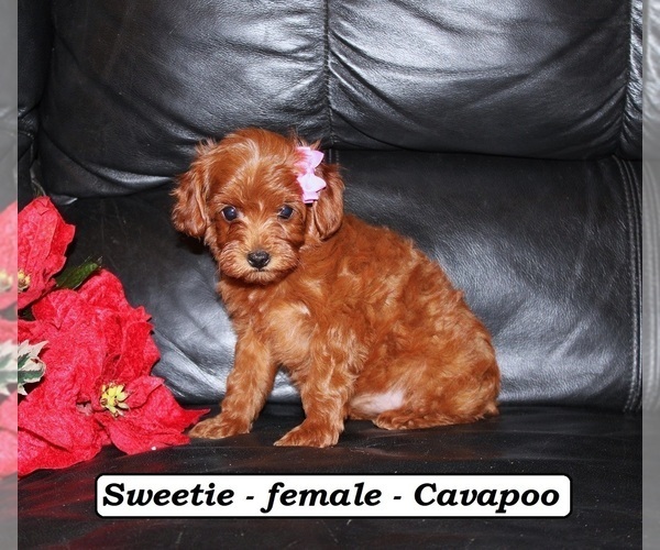 Medium Photo #2 Cavapoo (Miniature) Puppy For Sale in CLARKRANGE, TN, USA
