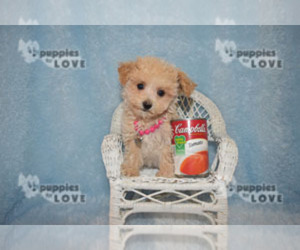 Maltipoo Puppy for sale in SANGER, TX, USA