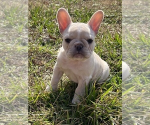 French Bulldog Puppy for sale in MEMPHIS, TN, USA