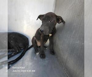 Labrador Retriever-Unknown Mix Dogs for adoption in San Antonio, TX, USA