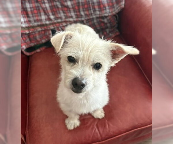 Medium Photo #2 Chihuahua-Unknown Mix Puppy For Sale in Bellevue, WA, USA