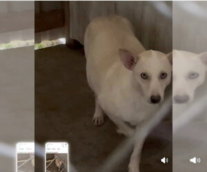 Sky - Female Mutt Dog for Adoption - Photo #2