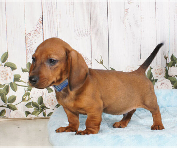 Medium Photo #1 Dachshund Puppy For Sale in PENNS CREEK, PA, USA