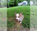 Small #4 Pembroke Welsh Corgi