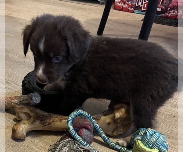 Medium Photo #13 Miniature Australian Shepherd Puppy For Sale in FORT MORGAN, CO, USA