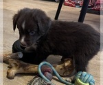 Small #12 Miniature Australian Shepherd