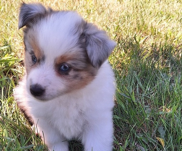 Medium Photo #3 Miniature Australian Shepherd Puppy For Sale in FAIRVIEW, SD, USA