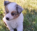 Small #2 Miniature Australian Shepherd