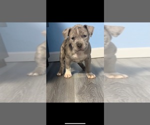 American Bully Puppy for sale in WOODBRIDGE, VA, USA