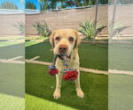 Small #6 Labrador Retriever