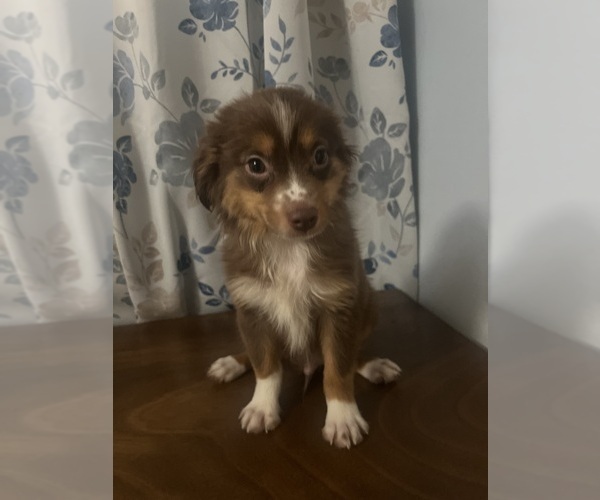 Medium Photo #4 Miniature Australian Shepherd Puppy For Sale in DURHAM, CT, USA