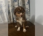 Small #3 Miniature Australian Shepherd