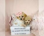 Small #15 Poodle (Toy)