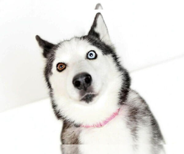 Medium Photo #4 Alaskan Malamute Puppy For Sale in Oak Bluffs, MA, USA