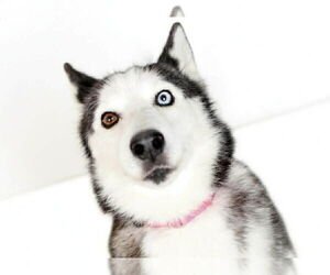 Hanny - Female Alaskan Malamute Dog for Adoption - Photo #4