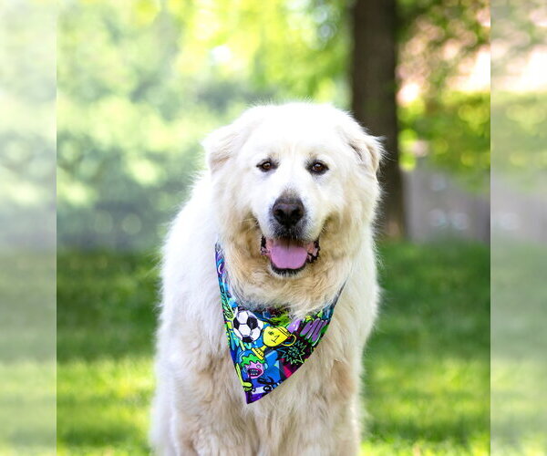 Medium Photo #4 Great Pyrenees-Unknown Mix Puppy For Sale in Unionville, PA, USA