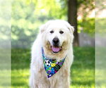 Small #3 Great Pyrenees Mix
