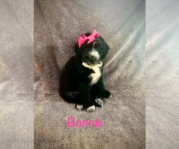 Medium Photo #1 Poodle (Standard)-Unknown Mix Puppy For Sale in Oakhurst, NJ, USA