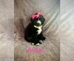 Small Poodle (Standard) Mix