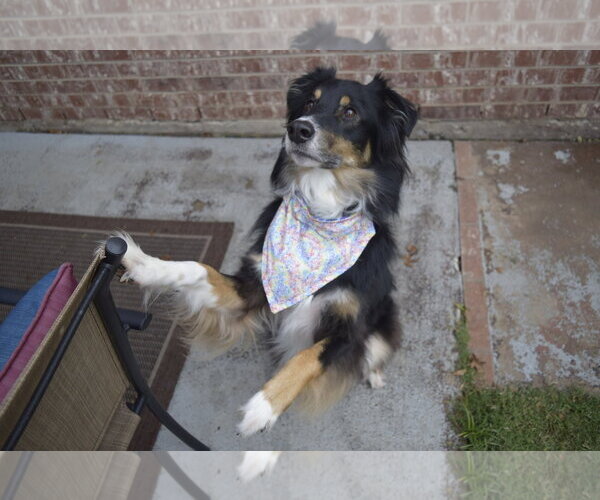 Medium Photo #2 Australian Shepherd Puppy For Sale in Dallas, TX, USA