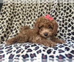 Small #7 Cavapoo