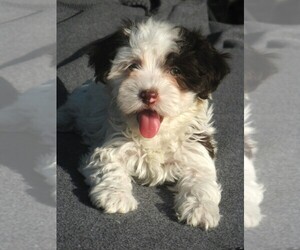 Havanese Puppy for sale in WILSON, NY, USA