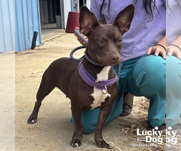 Medium Photo #4 Basset Hound-Unknown Mix Puppy For Sale in Washington, DC, USA