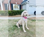 Small Photo #1 Poodle (Standard) Puppy For Sale in HIGH POINT, NC, USA