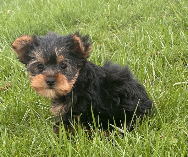 Medium Photo #5 Yorkshire Terrier Puppy For Sale in CANOGA, NY, USA