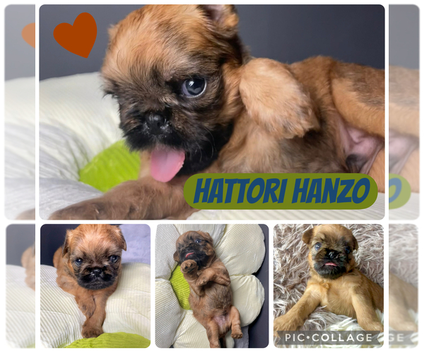 Medium Photo #2 Brussels Griffon Puppy For Sale in LAKE VILLA, IL, USA
