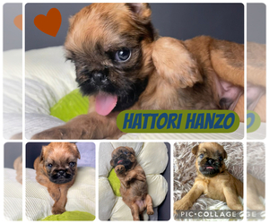 Medium Brussels Griffon