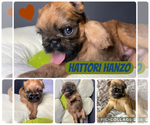 Puppy Puppy 1 Brussels Griffon