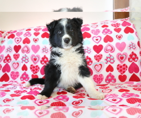 Medium Photo #3 Border Collie Puppy For Sale in SHILOH, OH, USA