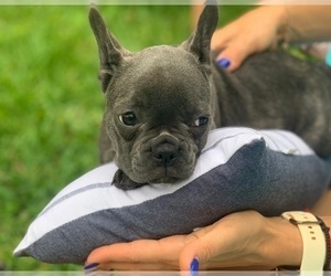 French Bulldog Puppy for sale in JACKSONVILLE, FL, USA