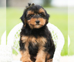 Small Photo #53 Yorkipoo Puppy For Sale in WARSAW, IN, USA