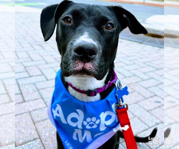Medium Photo #4 Labrador Retriever-Retriever  Mix Puppy For Sale in Washington, DC, USA