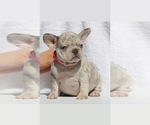 Small Photo #3 French Bulldog Puppy For Sale in APPLE VALLEY, CA, USA