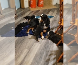 Bernese Mountain Dog Litter for sale in HARKER HEIGHTS, TX, USA