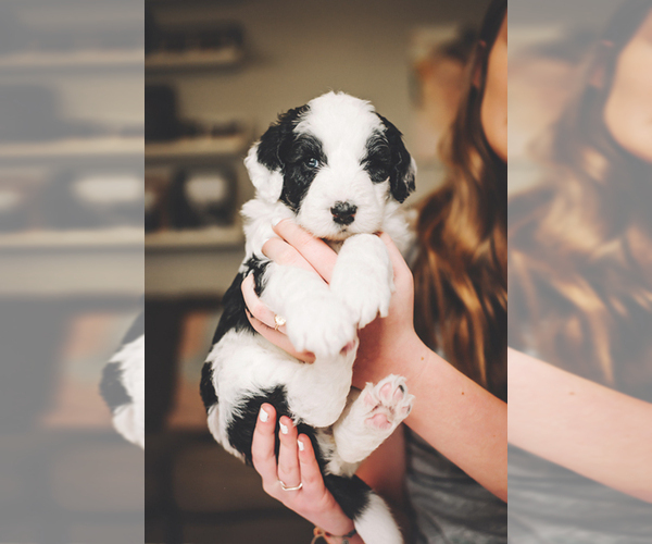 Medium Photo #1 Sheepadoodle Puppy For Sale in MC CALLSBURG, IA, USA