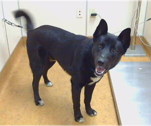 Siberian Husky-Unknown Mix Dogs for adoption in Sacramento, CA, USA